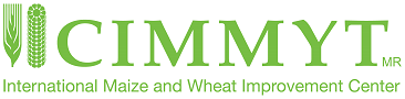 CIMMYT